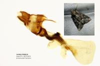 Oligia strigilis