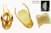 Scopula incanata