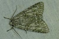 Acronicta aceris
