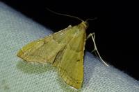 Endotricha flammealis