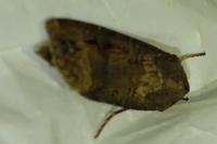 Agrotis ipsilon