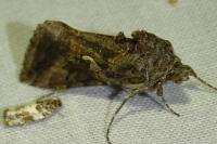 Autographa gamma