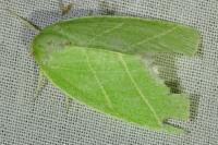 Bena bicolorana