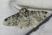 Biston betularia