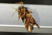 Callopistria juventina