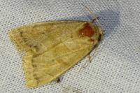 Cosmia trapezina