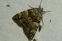 Catocala promissa