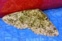 Cleorodes lichenaria