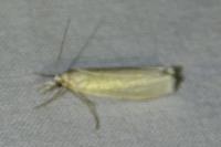 Crambus perlellus