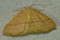 Cyclophora linearia