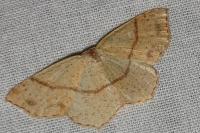 Cyclophora punctaria