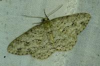 Ectropis crepuscularia