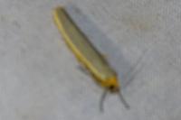 Manulea complana