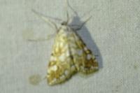 Elophila nymphaeata