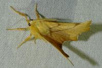 Ennomos erosaria