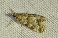 Eudonia mercurella