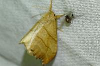 Falcaria lacertinaria