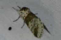 Furcula furcula