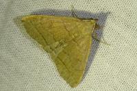 Herminia tarsipennalis