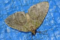 Hydriomena furcata