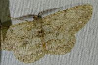 Hypomecis punctinalis