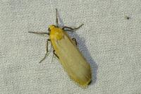 Katha depressa