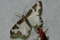 Lomaspilis marginata