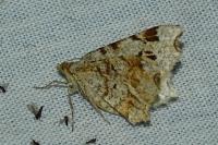 Macaria alternata