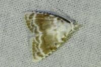 Meganola albula