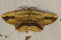 Menophra abruptaria
