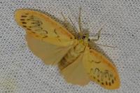 Miltochrista miniata