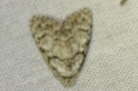 Nola confusalis
