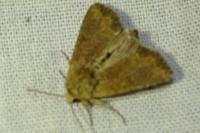 Mesoligia furuncula