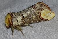 Phalera bucephala