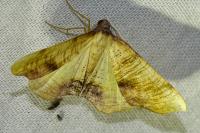 Plagodis dolabraria