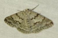 Pseudoterpna coronillaria