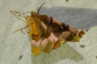 Selenia tetralunaria