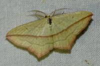 Timandra comae
