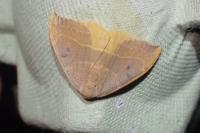 Watsonalla binaria