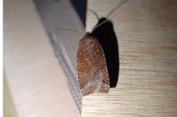 Conistra ligula