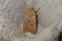 Leptologia macilenta