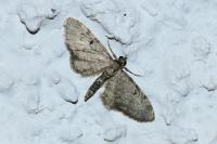 Eupithecia
