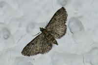 Eupithecia