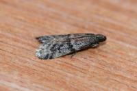 Ephestia