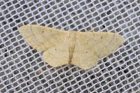 Idaea straminata