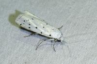 Myelois circumvoluta