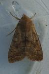 Sunira circellaris