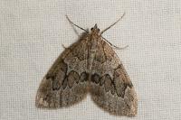 Thera juniperata