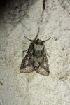 Allophyes oxyacanthae
