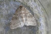 Epirrita
